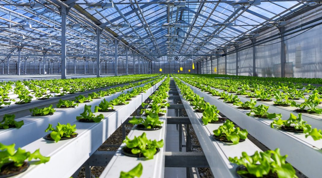 Greenhouse Farming Setup